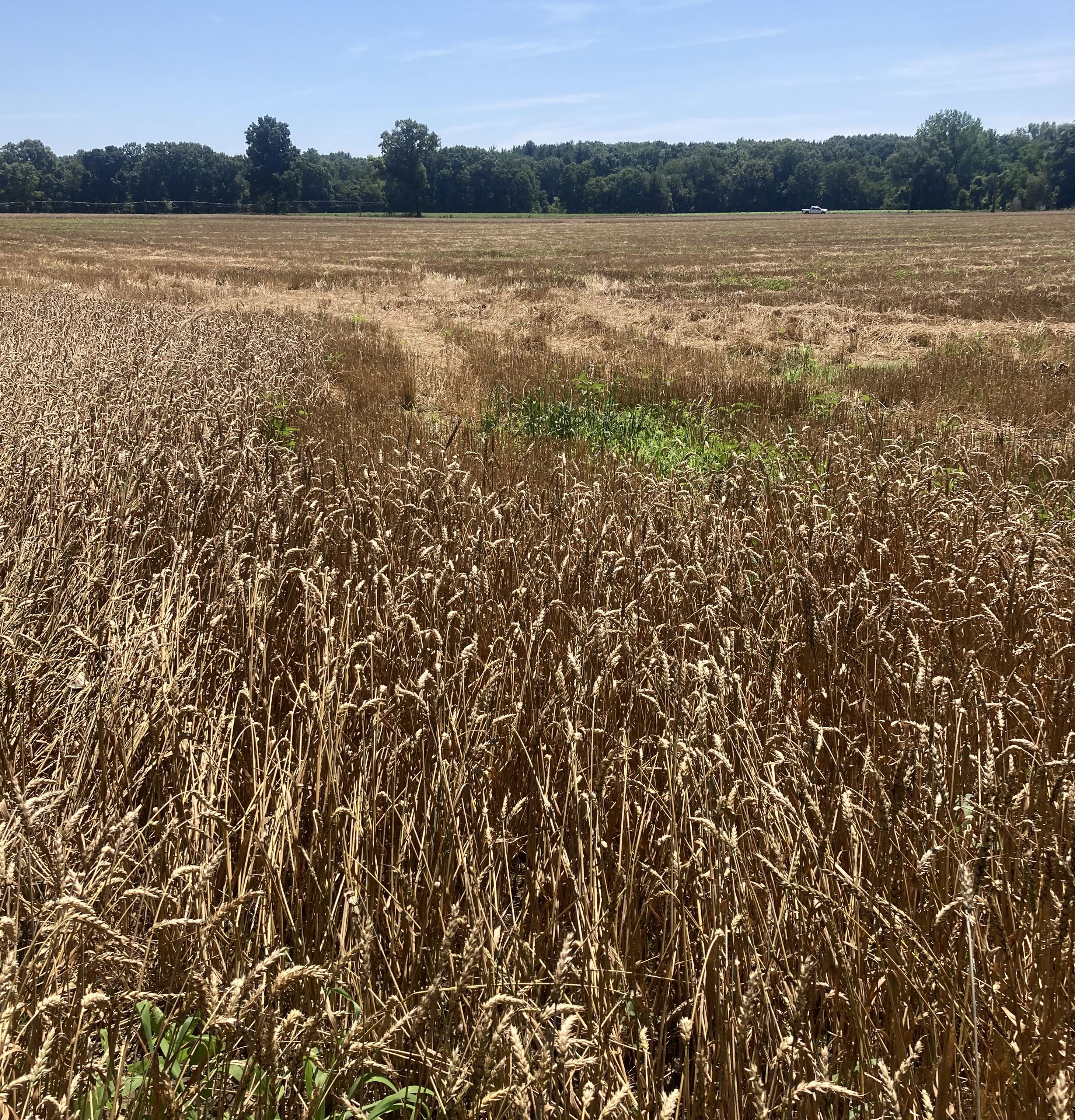 A field of golden wheat ready for harvest.